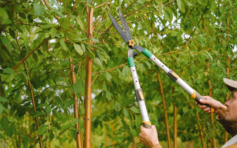 Tree trimming in Floweree, MT